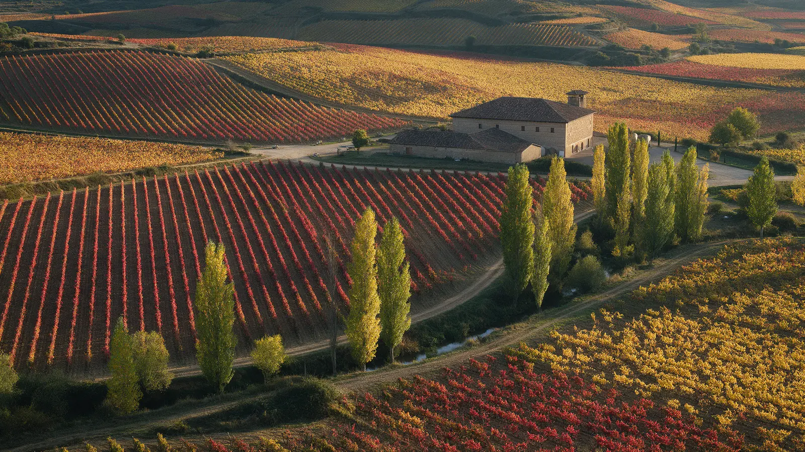 Viñedos en otoño y bodega vistos desde un dron